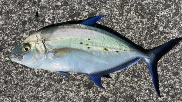 Vol.009｜式根島の秋の釣り