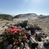 初夏のおすすめ！唐人津城のオオシマツツジお花見ハイキング