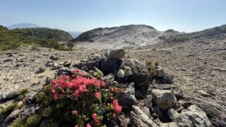 初夏のおすすめ！唐人津城のオオシマツツジお花見ハイキング
