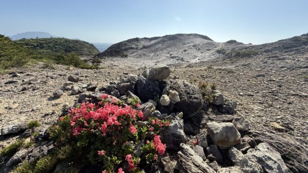 初夏のおすすめ！唐人津城のオオシマツツジお花見ハイキング