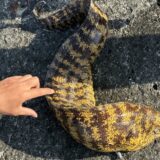 ウツボ・ウツボ・ウツボ