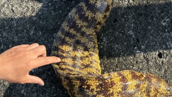 ウツボ・ウツボ・ウツボ