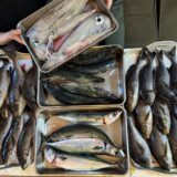 頼れるひだぶん常連釣り師くんたち