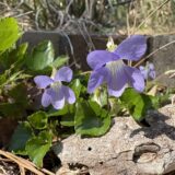 シチトウスミレ