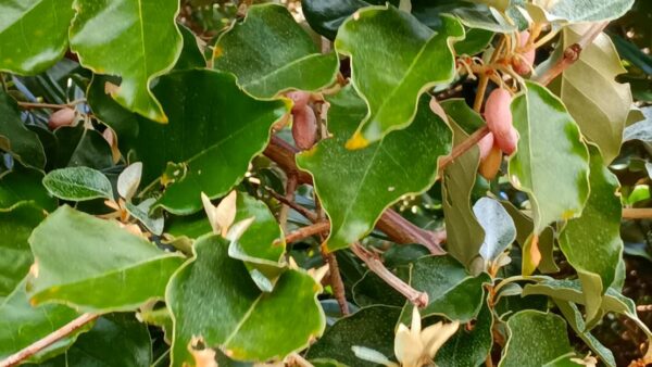 マルバグミ｜植物図鑑