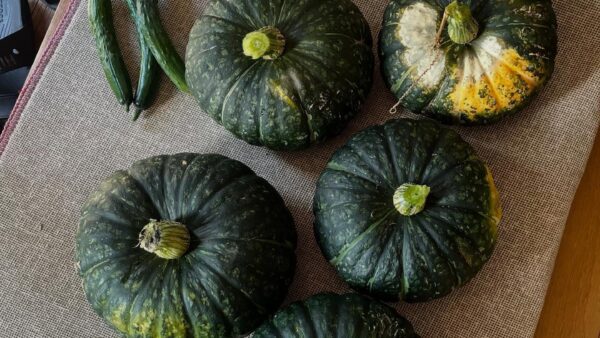 夏野菜の収穫スタート