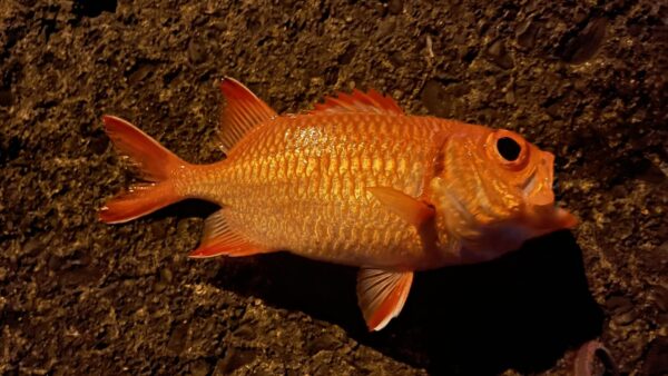 Vol.012｜新島から昇る月