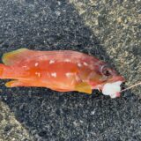 Vol.013｜よかったね、おみつさん。