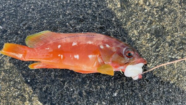 Vol.013｜よかったね、おみつさん。