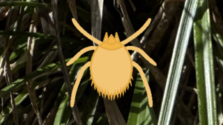 野山、草地のツツガムシにご用心！（七島熱）