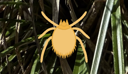 野山、草地のツツガムシにご用心！（七島熱）