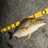 ハマフエフキ（タマン）