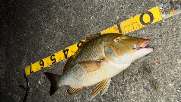 ハマフエフキ（タマン）