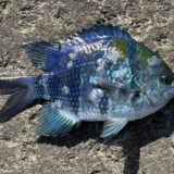 ロクセンスズメダイ