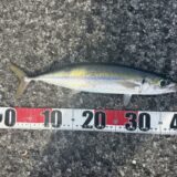 回遊魚が次々現れる式根の桟橋