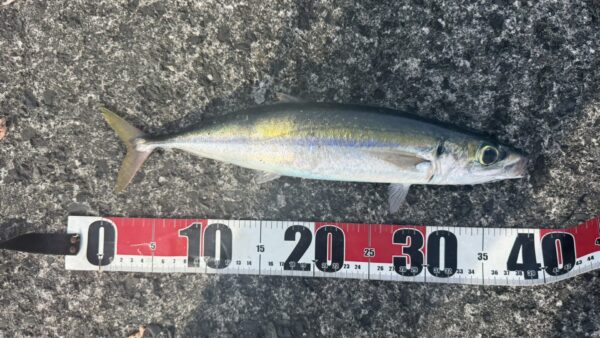 回遊魚が次々現れる式根の桟橋