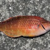 アカササノハベラ