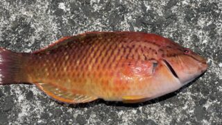 アカササノハベラ