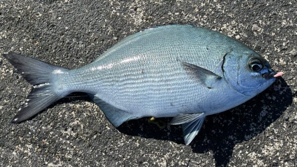 Vol.014｜2025年 初釣りアーベンロート