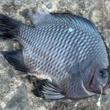 ミツボシクロスズメダイ