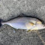 Vol.015｜ぶっ込みカンパチ