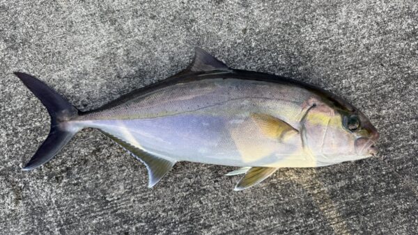 Vol.015｜ぶっ込みカンパチ