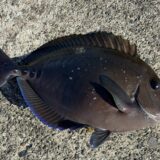 ニザダイ（サンノジ）