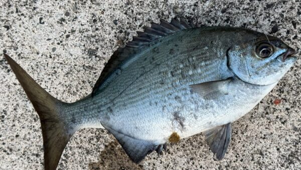 ミナミイスズミ