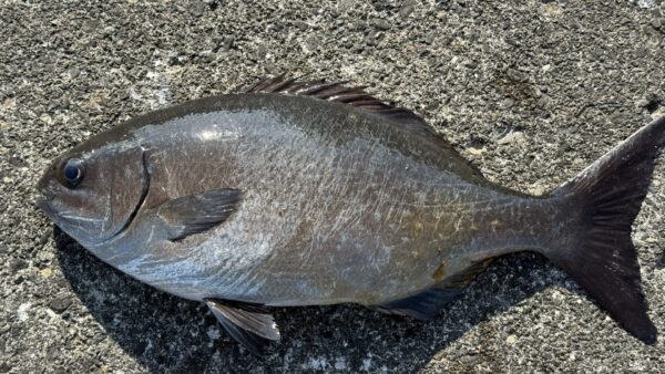 Vol.017｜イスズミ７７７