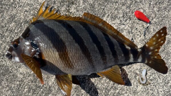 タカノハダイ（タカッパ・ヒダリマキ）