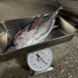 桟橋からショアジギング・キメジ（キハダマグロ幼魚）