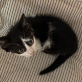 間一髪！式根島の海を泳いだ猫の救出劇