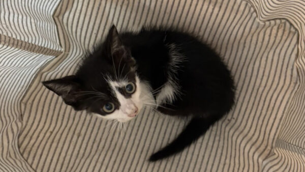 間一髪！式根島の海を泳いだ猫の救出劇