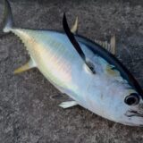 キハダマグロ（キメジ）