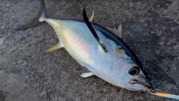 キハダマグロ（キメジ）