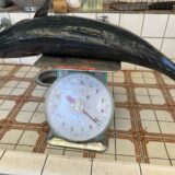 良型ハガツオ（ホウサン）！オフショアジギングでGET