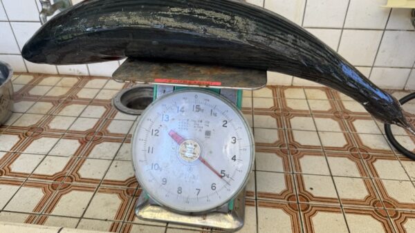 良型ハガツオ（ホウサン）！オフショアジギングでGET