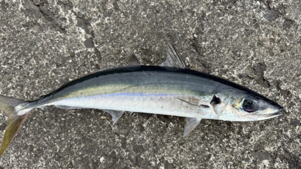 Vol.018｜花の式根島