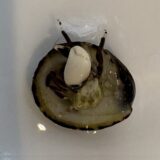 スベスベサンゴヤドカリ