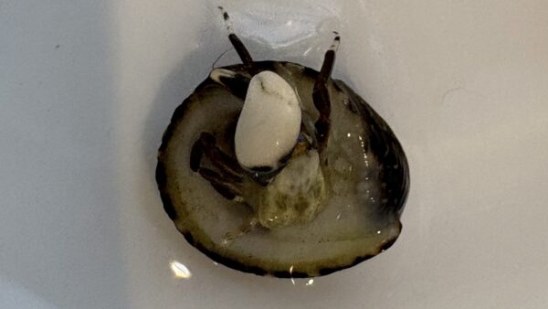 スベスベサンゴヤドカリ