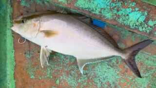 大学生バイトくん最後の最後にカンパチ自己ベスト！