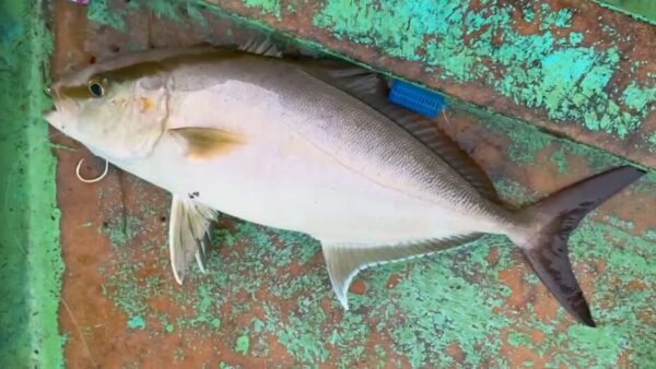 大学生バイトくん最後の最後にカンパチ自己ベスト！