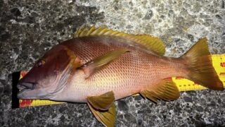 ［釣果］3年ぶりの式根島釣行で本命フエダイを見事キャッチ！