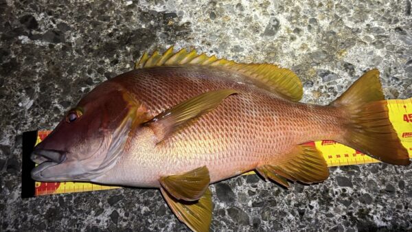 3年ぶりの式根島釣行で本命フエダイを見事キャッチ！