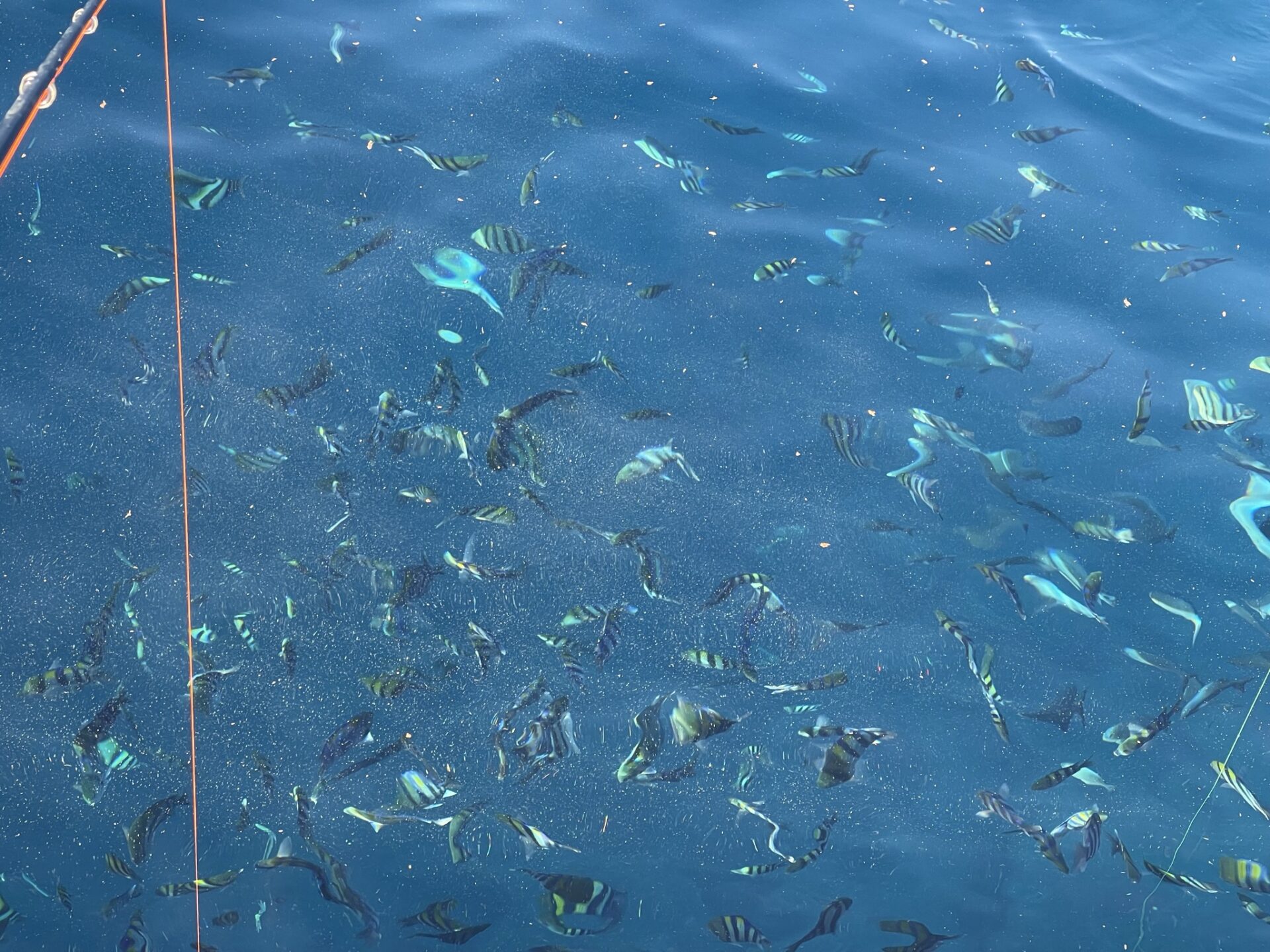 水中の様子や魚影が見える