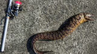 Vol.019｜［GW前編］ウツボプロと呼ばれて