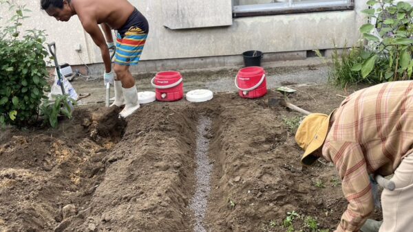 秋の種まきとアメリカ芋や島らっきょう