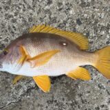 4度目の正直で、真っ昼間にフエダイキャッチ！