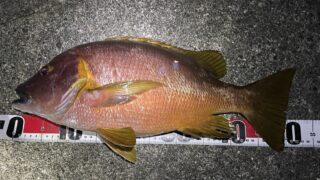 ［釣果］式根島の桟橋フエダイゲームが熱い！とうとう54cm登場