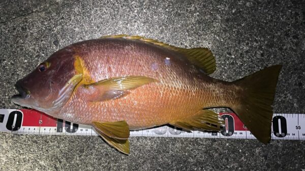 式根島の桟橋フエダイゲームが熱い！とうとう54cm登場